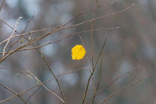 1264716 (a): :2048x1365